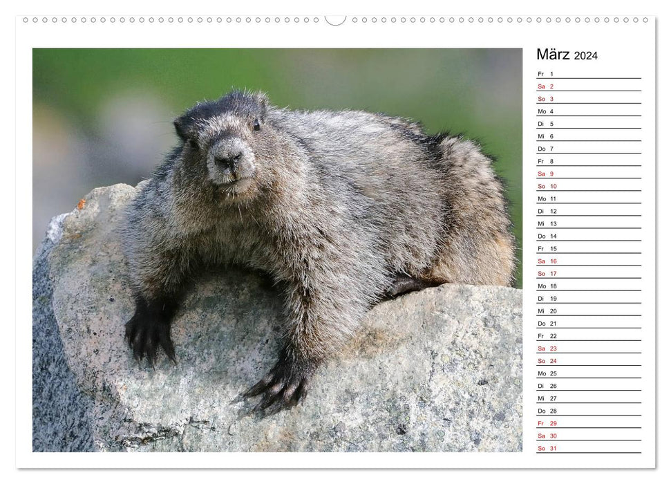 Marmottes en Amérique du Nord (Calendrier mural CALVENDO 2024) 