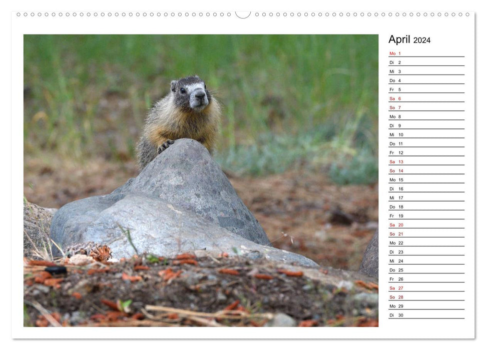 Marmottes en Amérique du Nord (Calendrier mural CALVENDO 2024) 