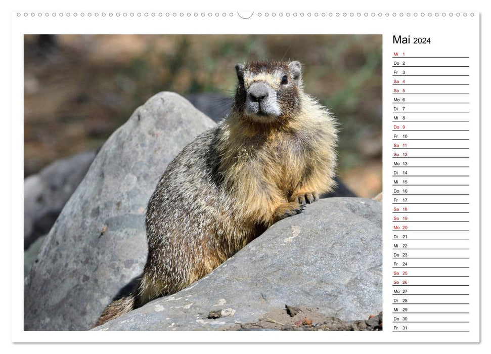 Marmottes en Amérique du Nord (Calendrier mural CALVENDO 2024) 