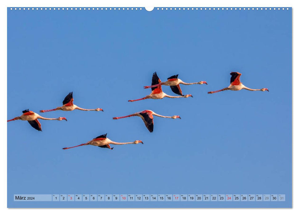 Camargue - Der wilde Süden Frankreichs (CALVENDO Wandkalender 2024)