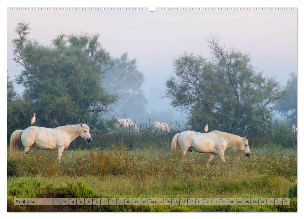 Camargue - Le sud sauvage de la France (Calendrier mural CALVENDO 2024) 