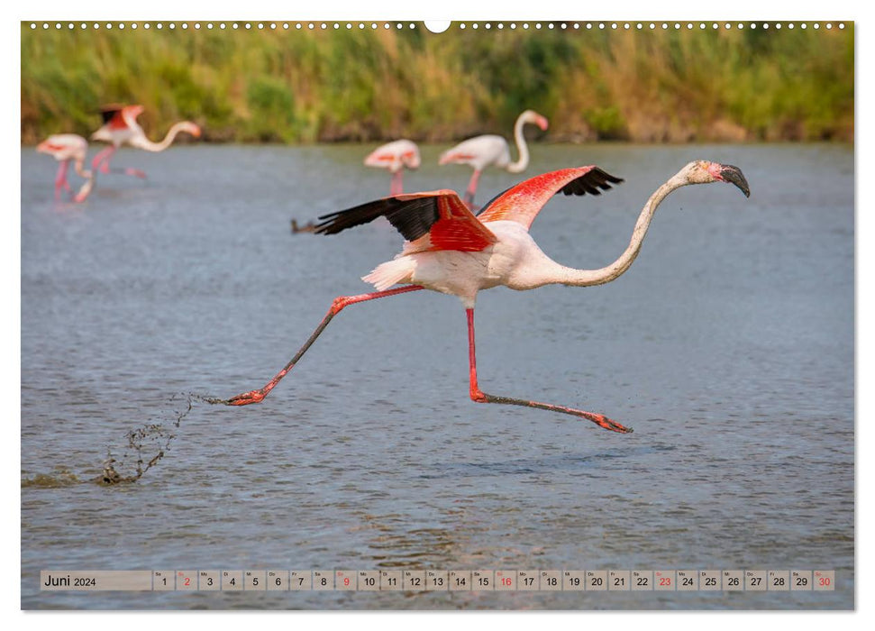 Camargue - Le sud sauvage de la France (Calendrier mural CALVENDO 2024) 