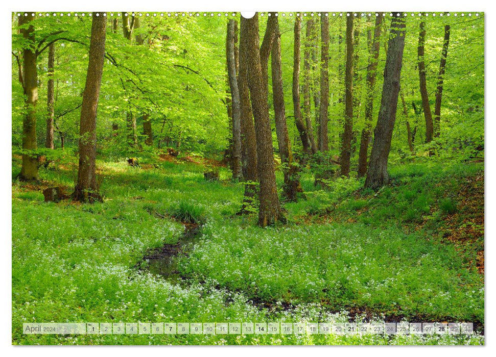 Moore und Bäche in Eifel und Ardennen (CALVENDO Premium Wandkalender 2024)