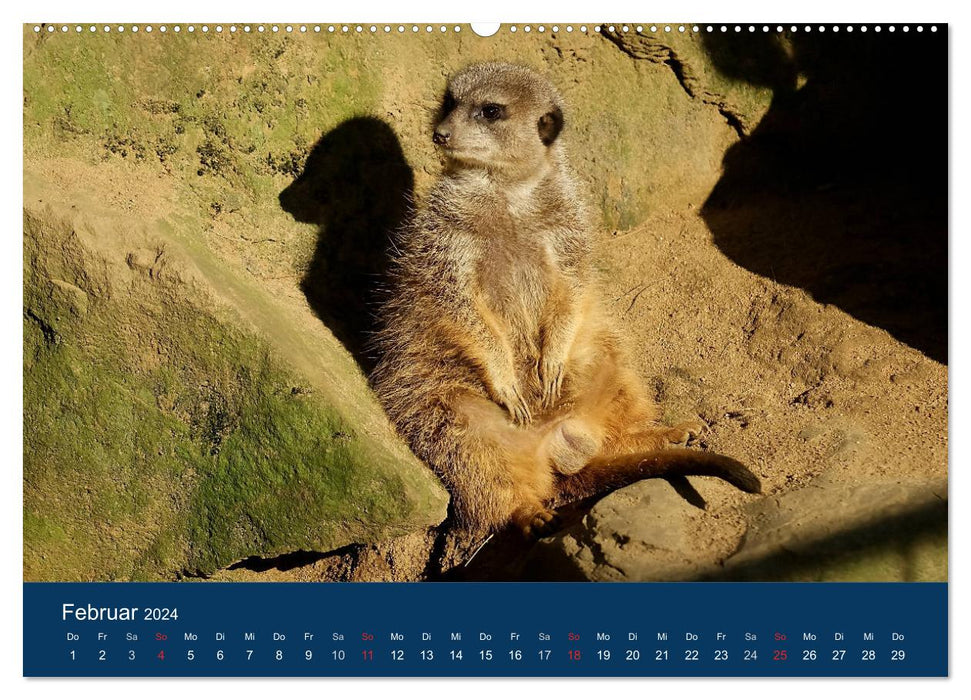 Suricate - Ensemble nous sommes forts (Calendrier mural CALVENDO 2024) 