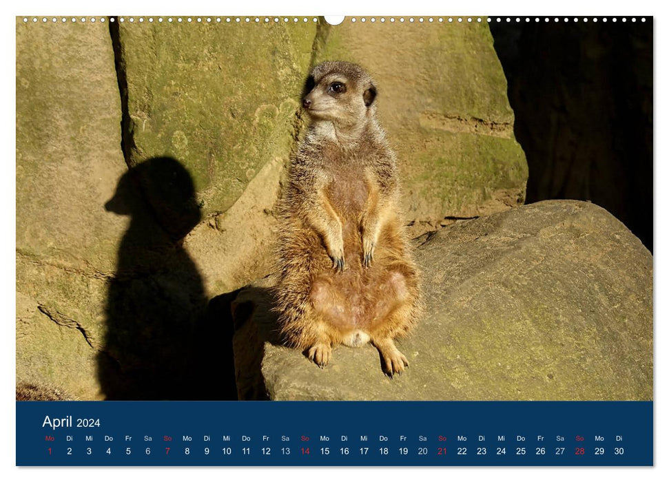 Suricate - Ensemble nous sommes forts (Calendrier mural CALVENDO 2024) 