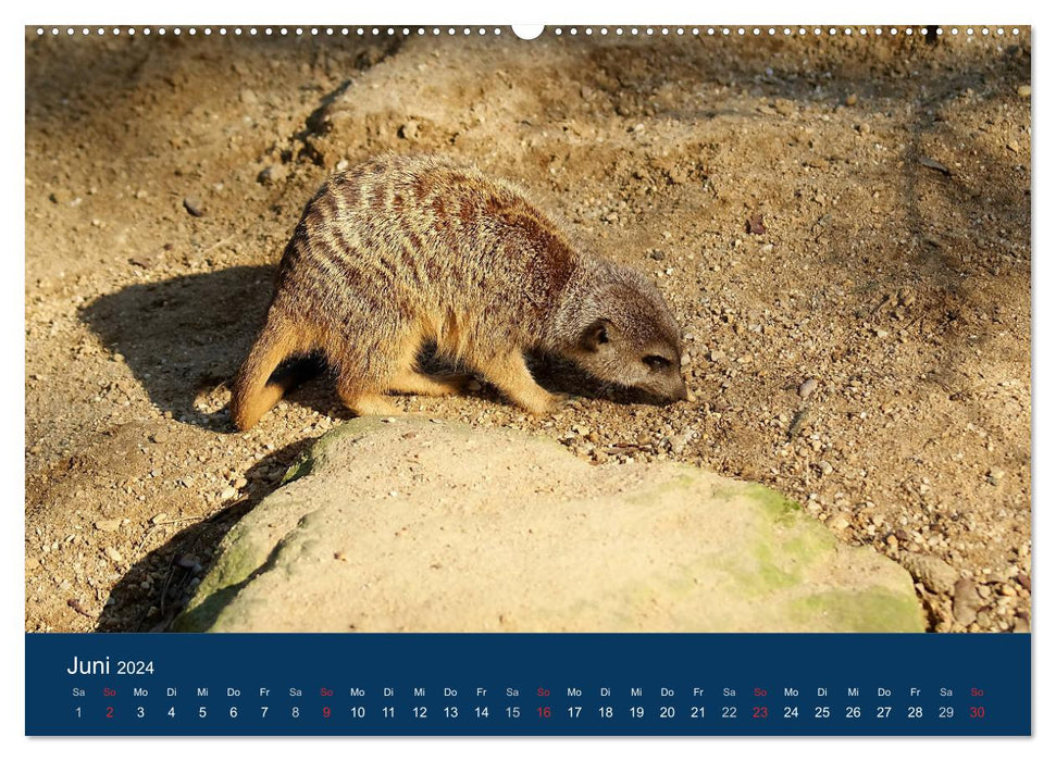 Suricate - Ensemble nous sommes forts (Calendrier mural CALVENDO 2024) 