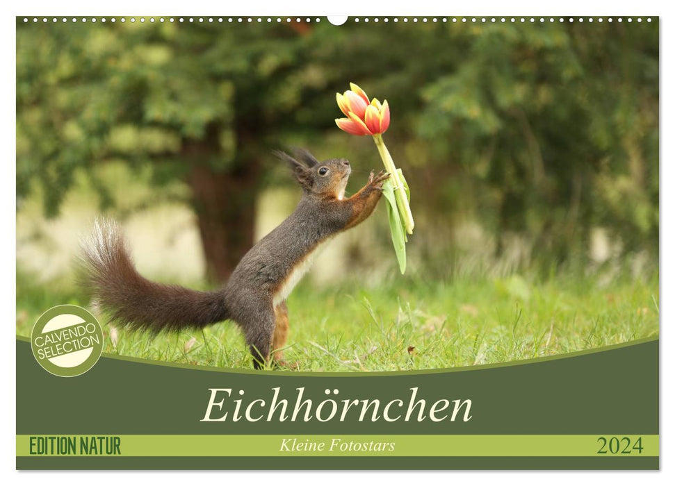 Eichhörnchen - Kleine Fotostars (CALVENDO Wandkalender 2024)