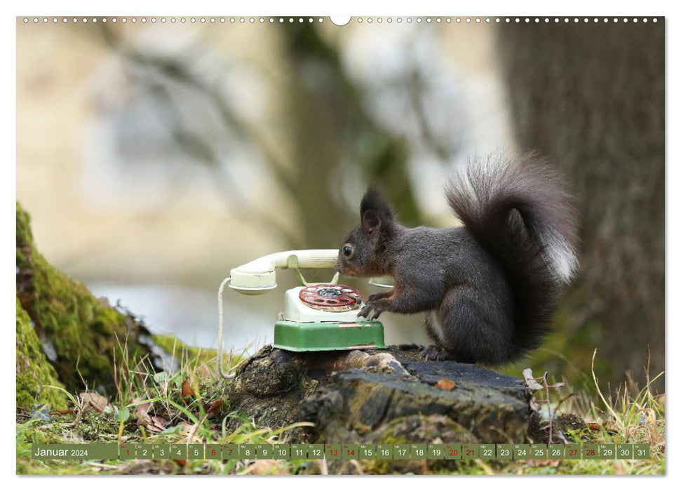 Squirrels - Little photo stars (CALVENDO wall calendar 2024) 