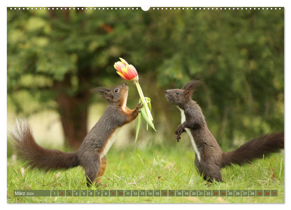 Eichhörnchen - Kleine Fotostars (CALVENDO Wandkalender 2024)
