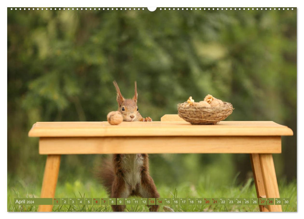 Squirrels - Little photo stars (CALVENDO wall calendar 2024) 