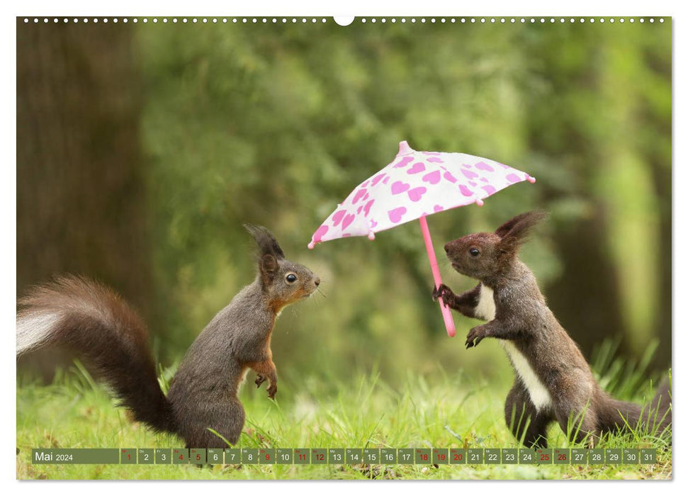 Squirrels - Little photo stars (CALVENDO wall calendar 2024) 