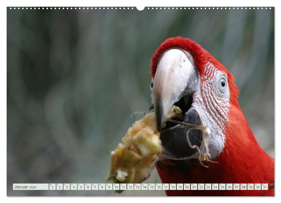 Krumm Schnäbel - Papageien, Sittiche und andere Krumm Schnäbel (CALVENDO Wandkalender 2024)
