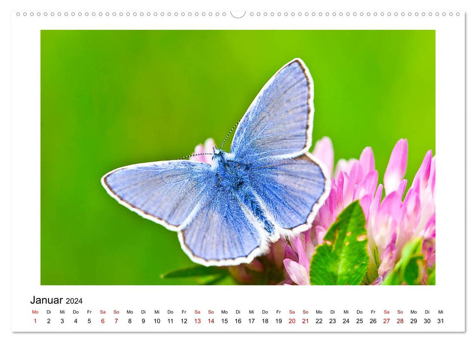 Butterflies - flying works of art (CALVENDO wall calendar 2024) 