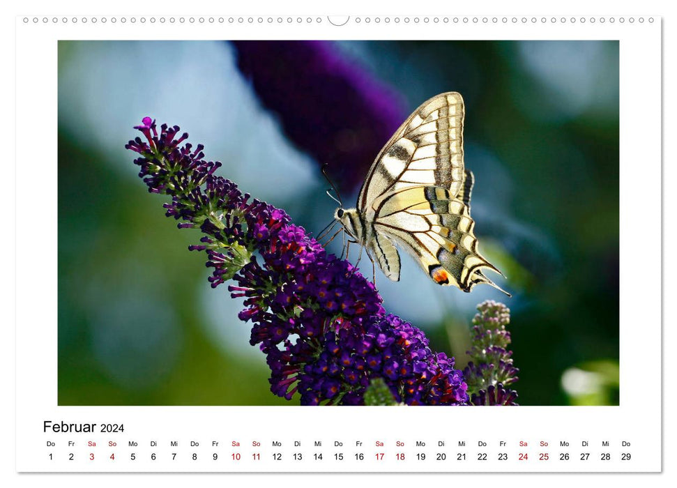 Butterflies - flying works of art (CALVENDO wall calendar 2024) 