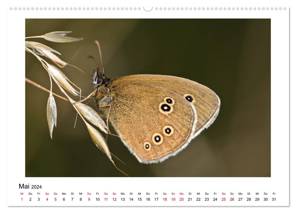 Schmetterlinge - fliegende Kunstwerke (CALVENDO Wandkalender 2024)