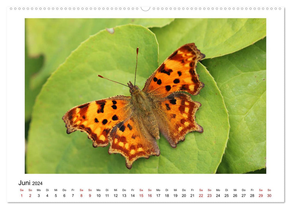 Schmetterlinge - fliegende Kunstwerke (CALVENDO Wandkalender 2024)