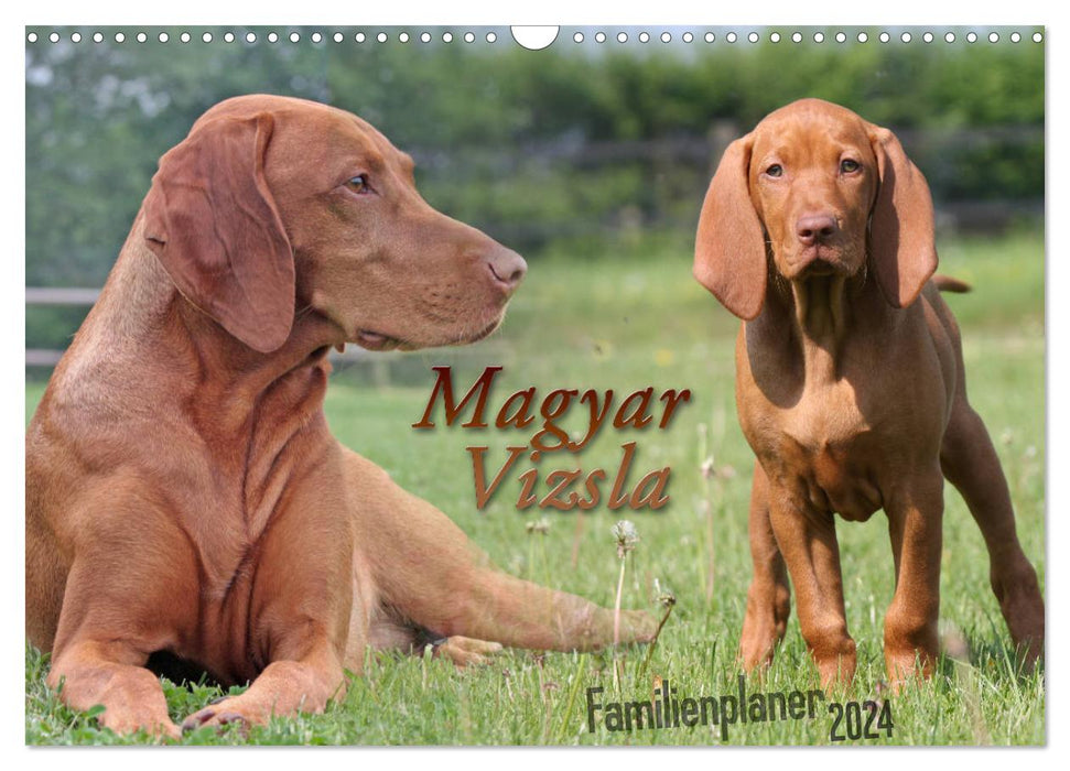 Familienplaner - Magyar Vizsla (CALVENDO Wandkalender 2024)