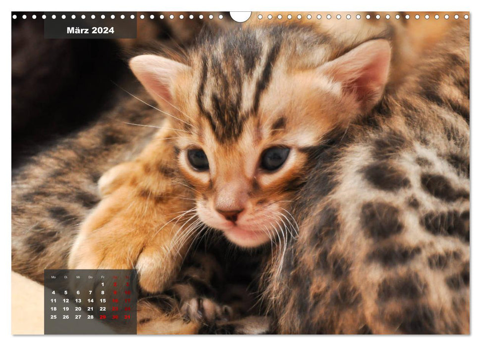 Bengal Kätzchen (CALVENDO Wandkalender 2024)