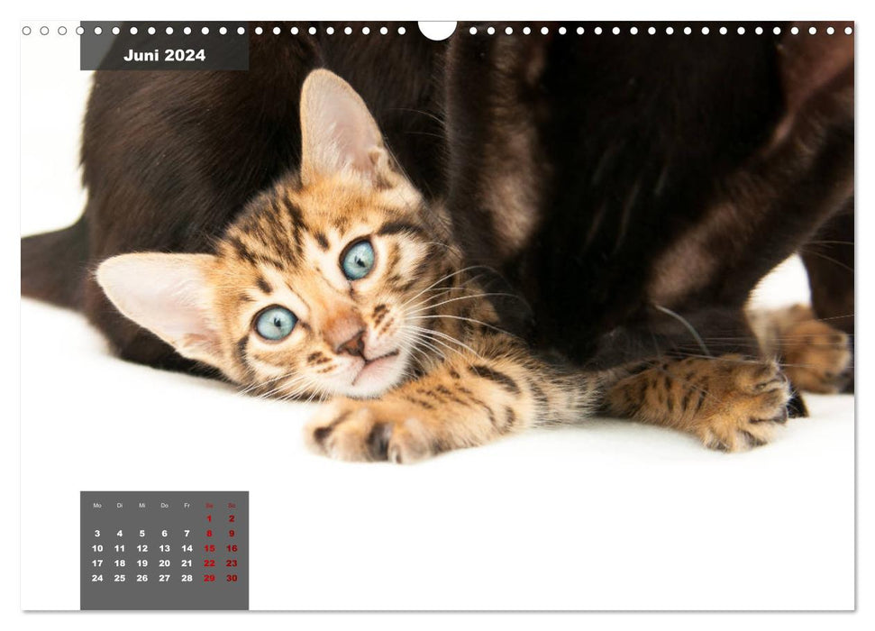 Bengal Kätzchen (CALVENDO Wandkalender 2024)
