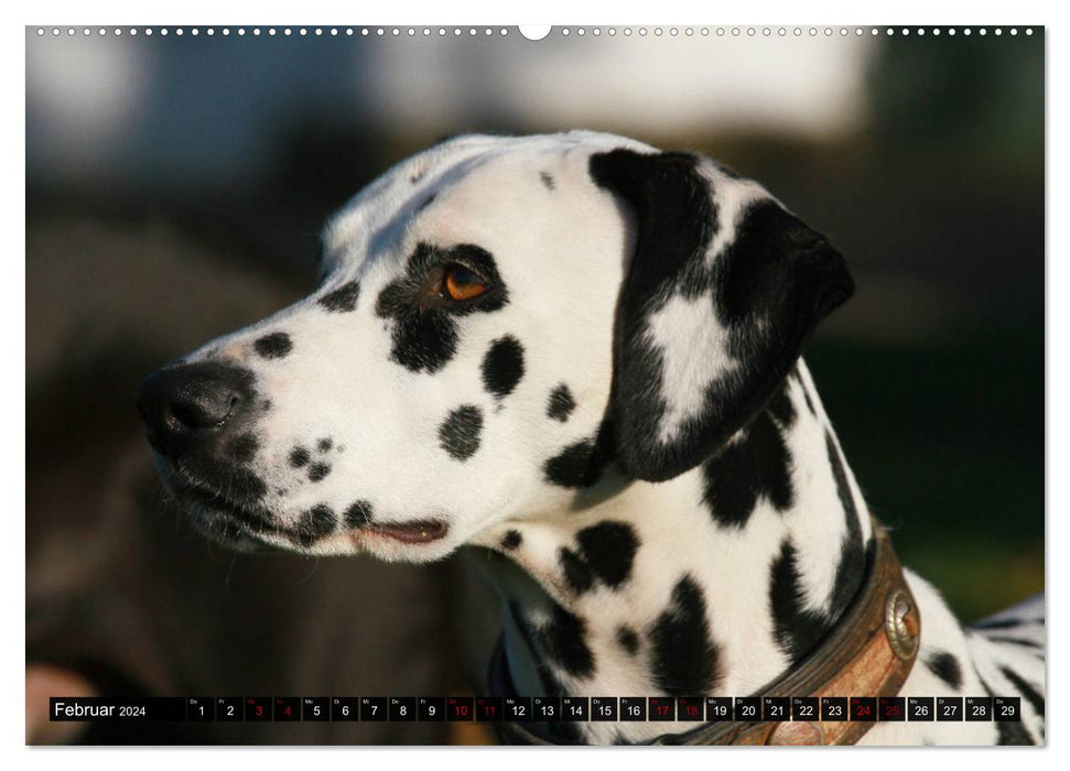 Gefleckte Freunde - Hunderasse Dalmatiner (CALVENDO Premium Wandkalender 2024)