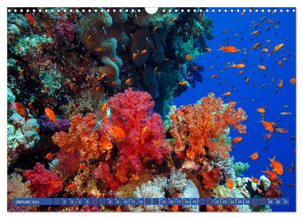 Farbenfrohes Meer (CALVENDO Wandkalender 2024)