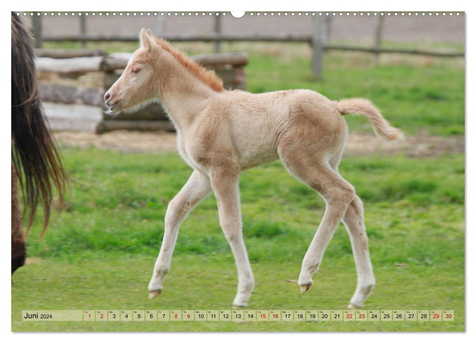 Quarter Horses - Die größte Zuchtbuchrasse der Welt (CALVENDO Premium Wandkalender 2024)