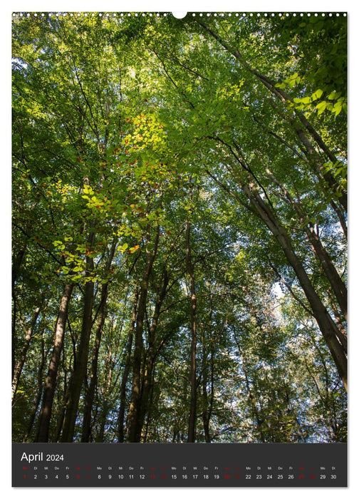 NATUR PUR - Die Wälder meiner Heimat (CALVENDO Premium Wandkalender 2024)