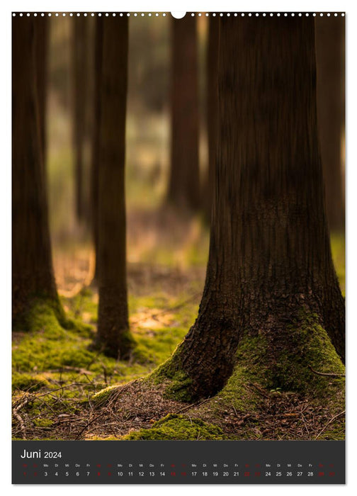 NATUR PUR - Die Wälder meiner Heimat (CALVENDO Premium Wandkalender 2024)