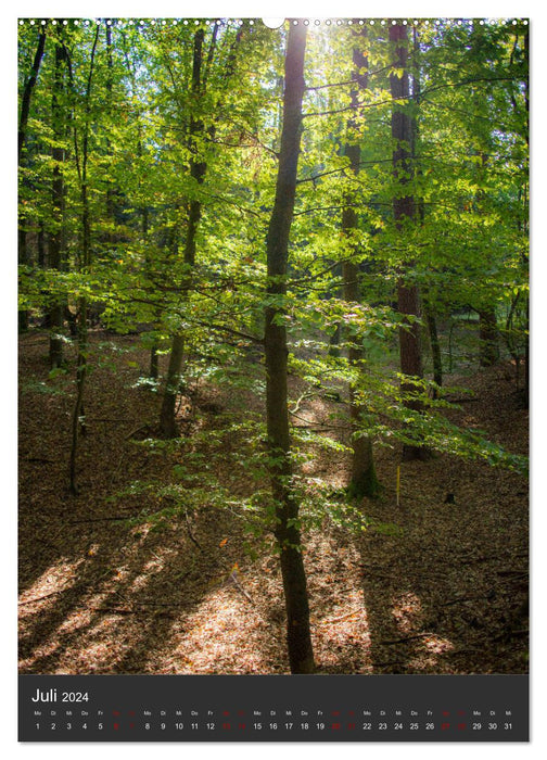 NATUR PUR - Die Wälder meiner Heimat (CALVENDO Premium Wandkalender 2024)