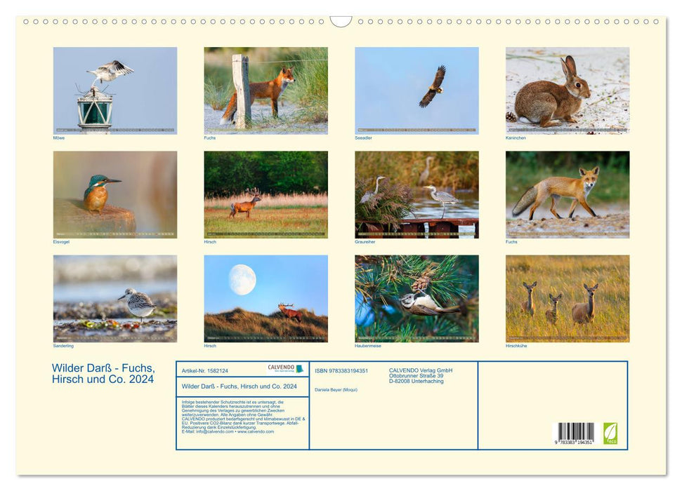 Wilder Darß - Fox, Deer and Co. 2024 (CALVENDO Wall Calendar 2024) 