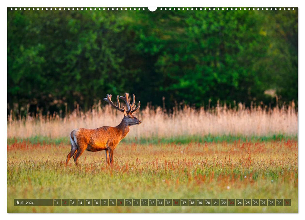 Wilder Darß - Fox, Deer and Co. 2024 (CALVENDO Wall Calendar 2024) 