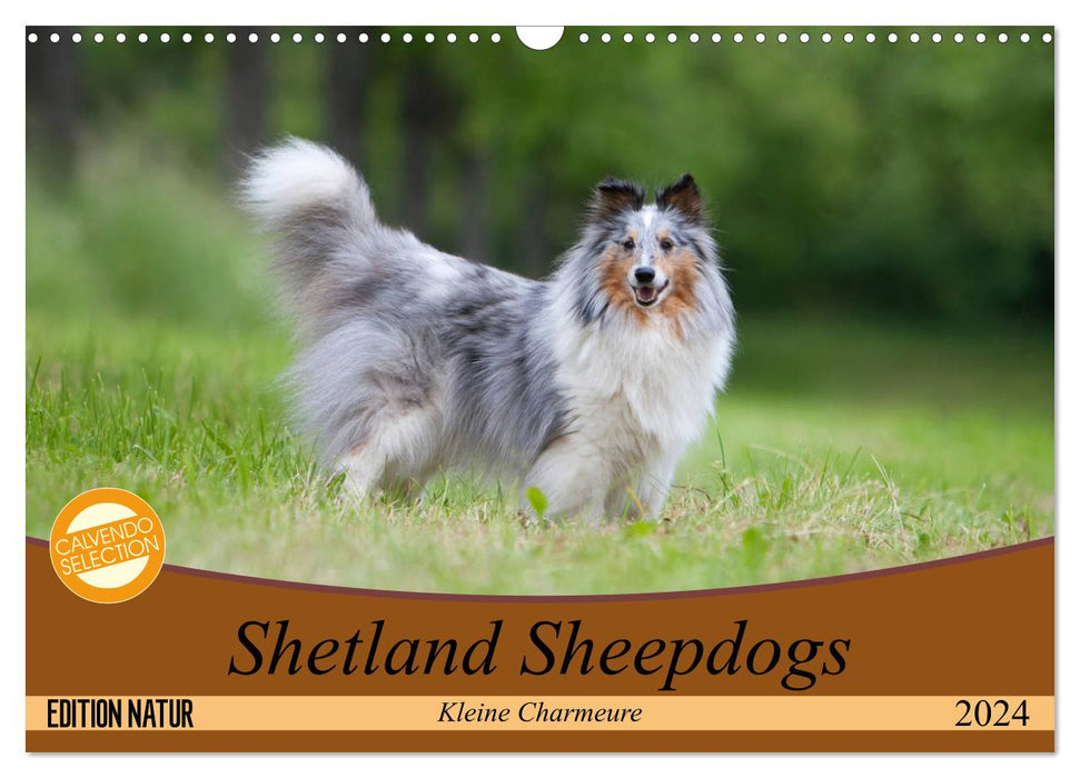 Shetland Sheepdogs - Little Charmers (CALVENDO Wall Calendar 2024) 