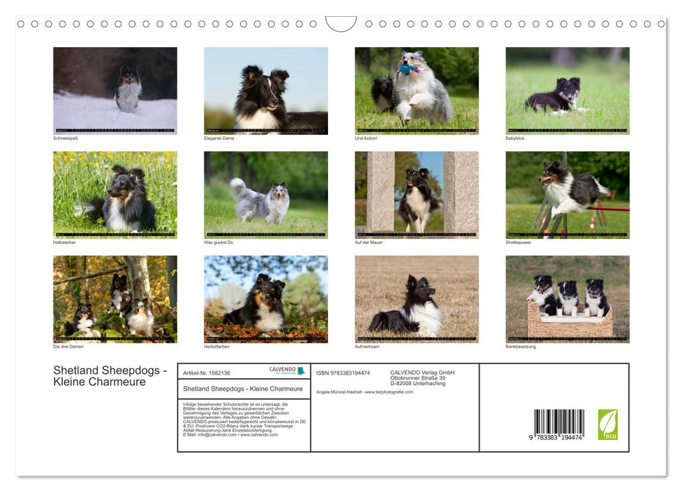 Shetland Sheepdogs - Kleine Charmeure (CALVENDO Wandkalender 2024)