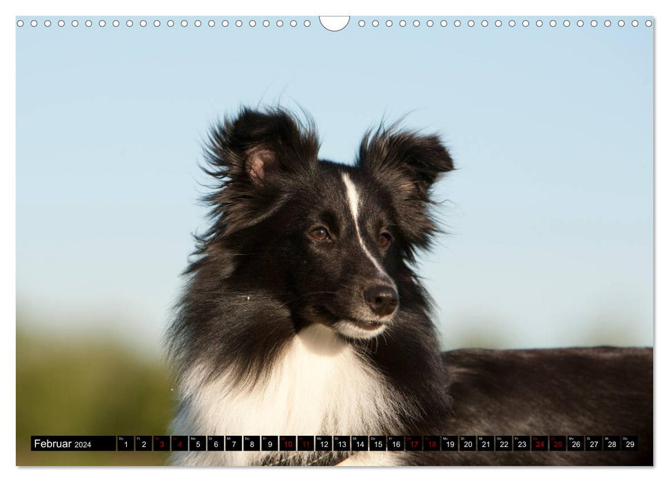 Shetland Sheepdogs - Little Charmers (CALVENDO Wall Calendar 2024) 