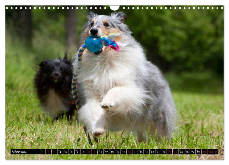 Shetland Sheepdogs - Kleine Charmeure (CALVENDO Wandkalender 2024)