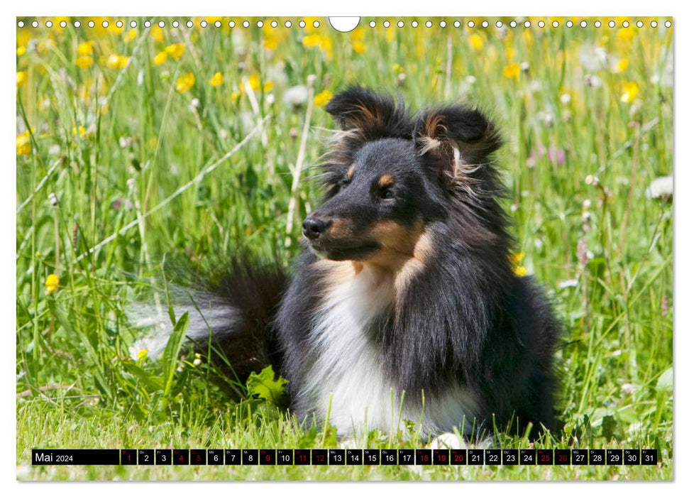 Shetland Sheepdogs - Kleine Charmeure (CALVENDO Wandkalender 2024)