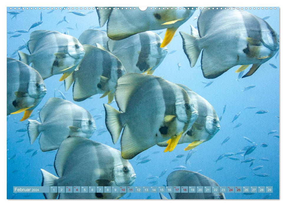 Plongée, poissons et mer (Calendrier mural CALVENDO 2024) 