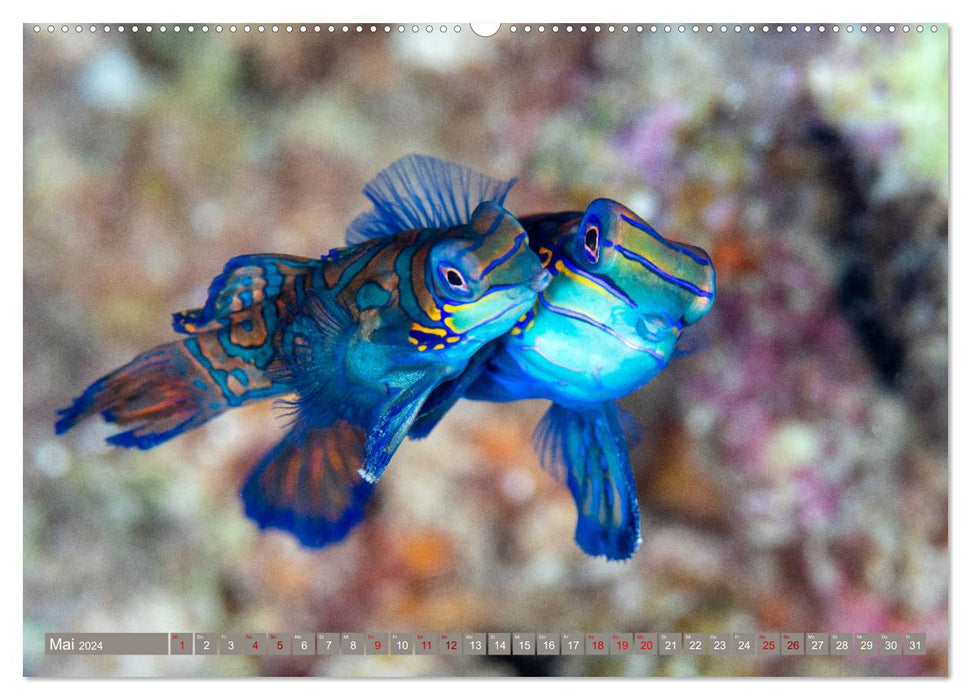 Diving, fish and sea (CALVENDO wall calendar 2024) 