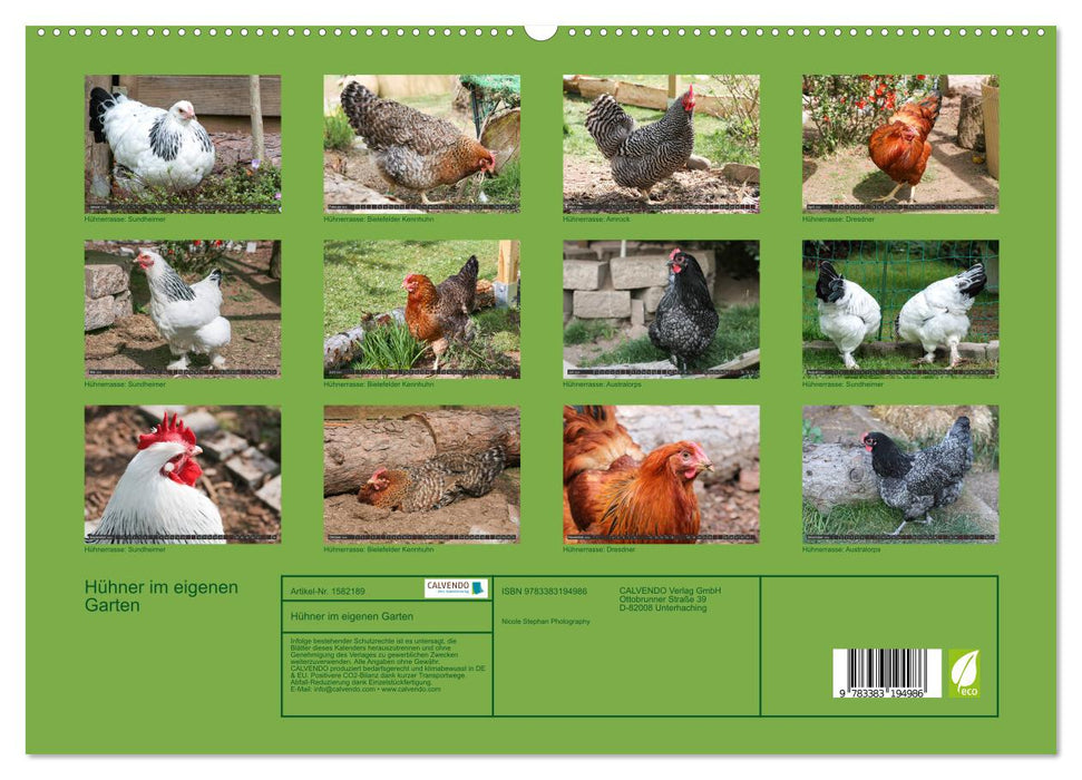 Poules dans votre propre jardin (Calendrier mural CALVENDO Premium 2024) 