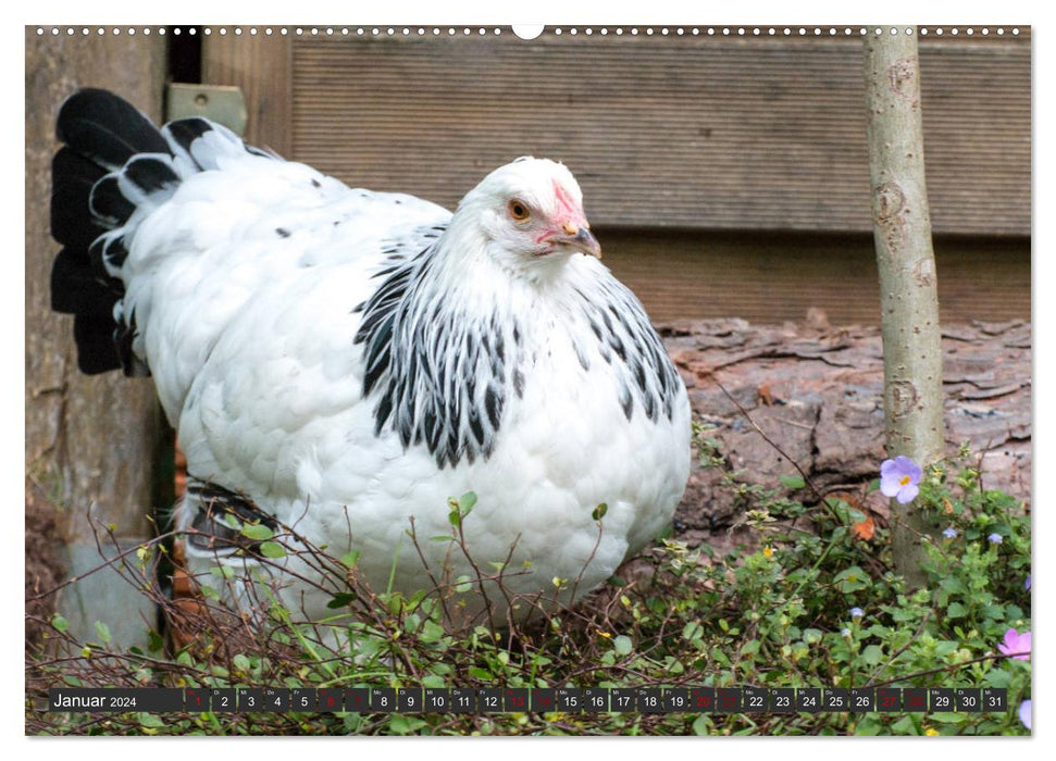 Poules dans votre propre jardin (Calendrier mural CALVENDO Premium 2024) 