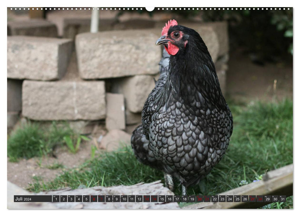 Poules dans votre propre jardin (Calendrier mural CALVENDO Premium 2024) 