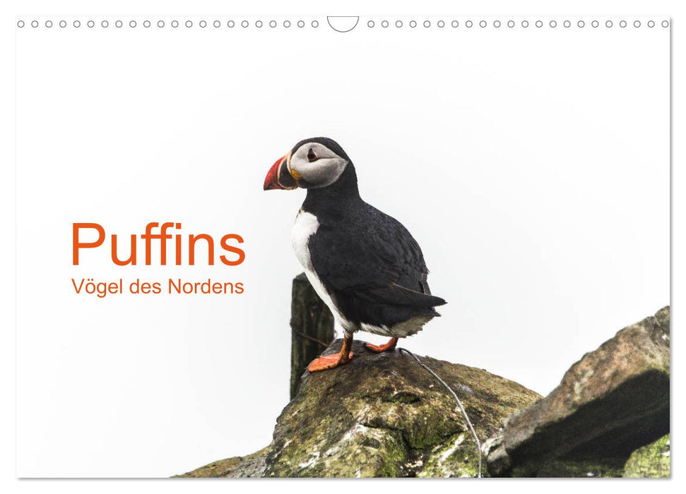 Puffins - Vögel des Nordens (CALVENDO Wandkalender 2024)