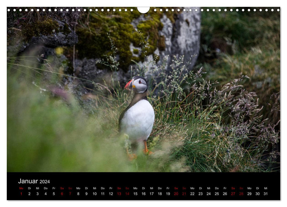 Macareux moines - Oiseaux du Nord (Calendrier mural CALVENDO 2024) 