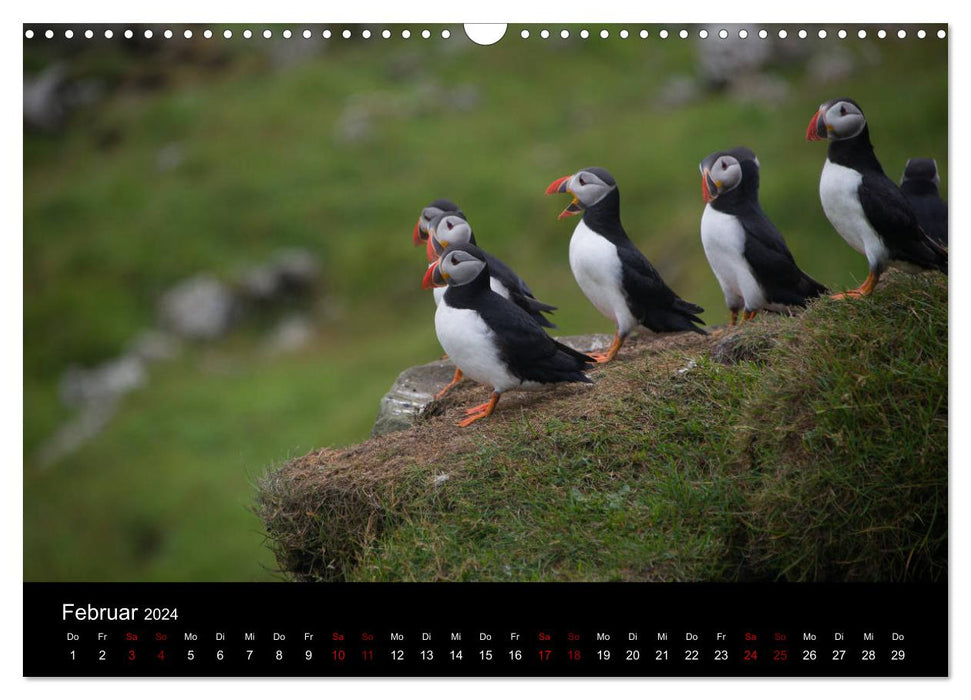 Macareux moines - Oiseaux du Nord (Calendrier mural CALVENDO 2024) 