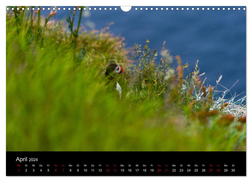 Macareux moines - Oiseaux du Nord (Calendrier mural CALVENDO 2024) 