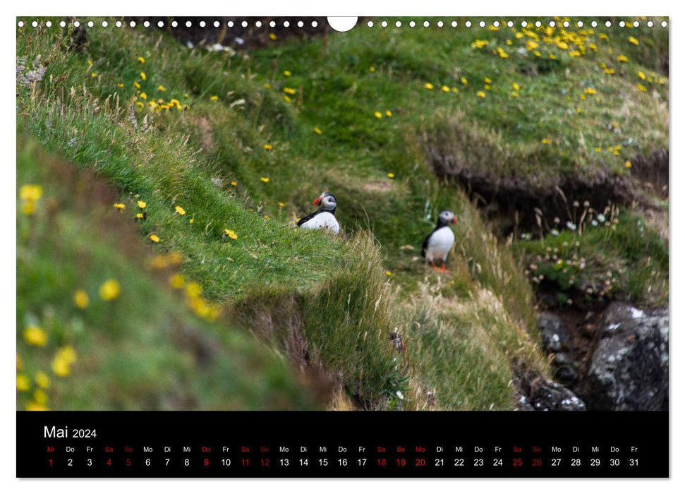 Macareux moines - Oiseaux du Nord (Calendrier mural CALVENDO 2024) 