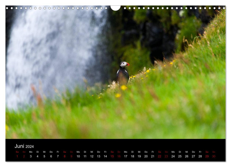 Macareux moines - Oiseaux du Nord (Calendrier mural CALVENDO 2024) 