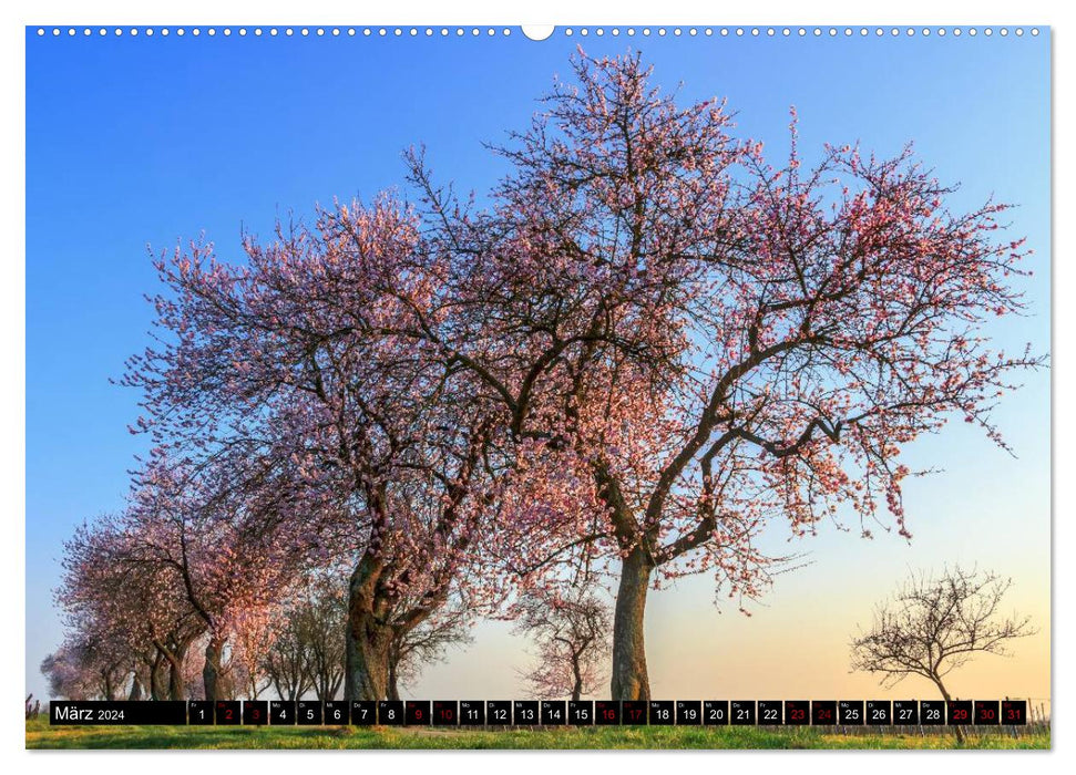 Augenschmaus Pfalz (CALVENDO Wandkalender 2024)