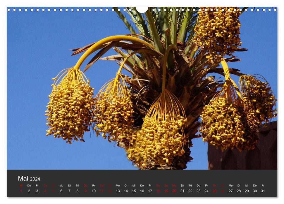 Le Maroc dans une débauche de couleurs (Calendrier mural CALVENDO 2024) 