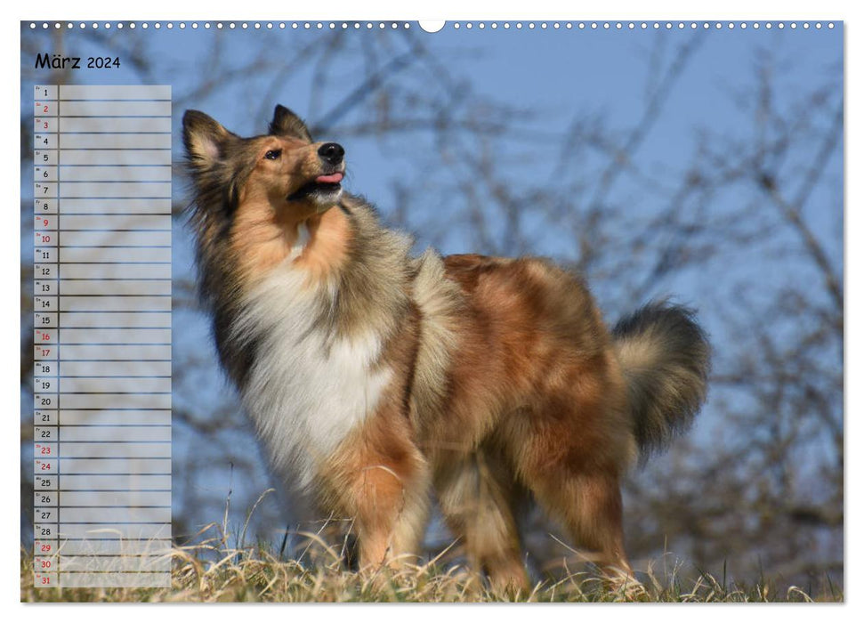 Highland Hawk Fame - A collie accompanies you through the year (CALVENDO Premium Wall Calendar 2024) 